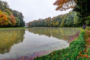 Charme d'un étang du Sundgau