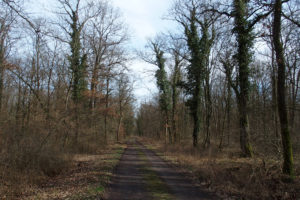 Forêt de la Harth en mars