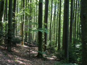 Superbe forêt près de Biederbach