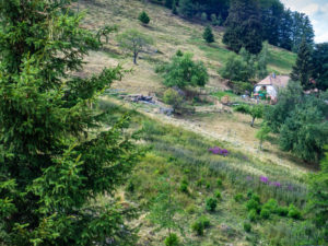 Vue sur la ferme Auberge du Brückenwald