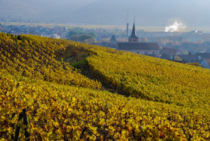 Vignoble de Turckheim en automne, sur la route des Trois-Epis
