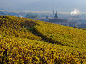 Le vignoble et le clocher de Turckheim au loin