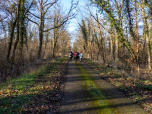 La forêt de la Hardt