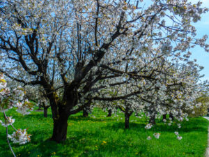 cerisiers en fleurs en forêt noire