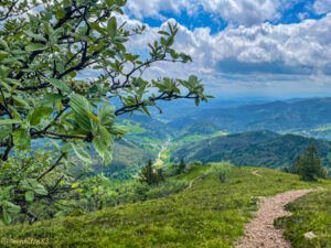 Après le Hohe Kelch, montée vers le Belchen