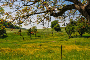 Près de Durmenach, dans le Sundgau